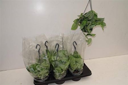 Горшечные цветы и растения оптом Scind Pict Silve Ann от 6шт из Голландии с доставкой по России