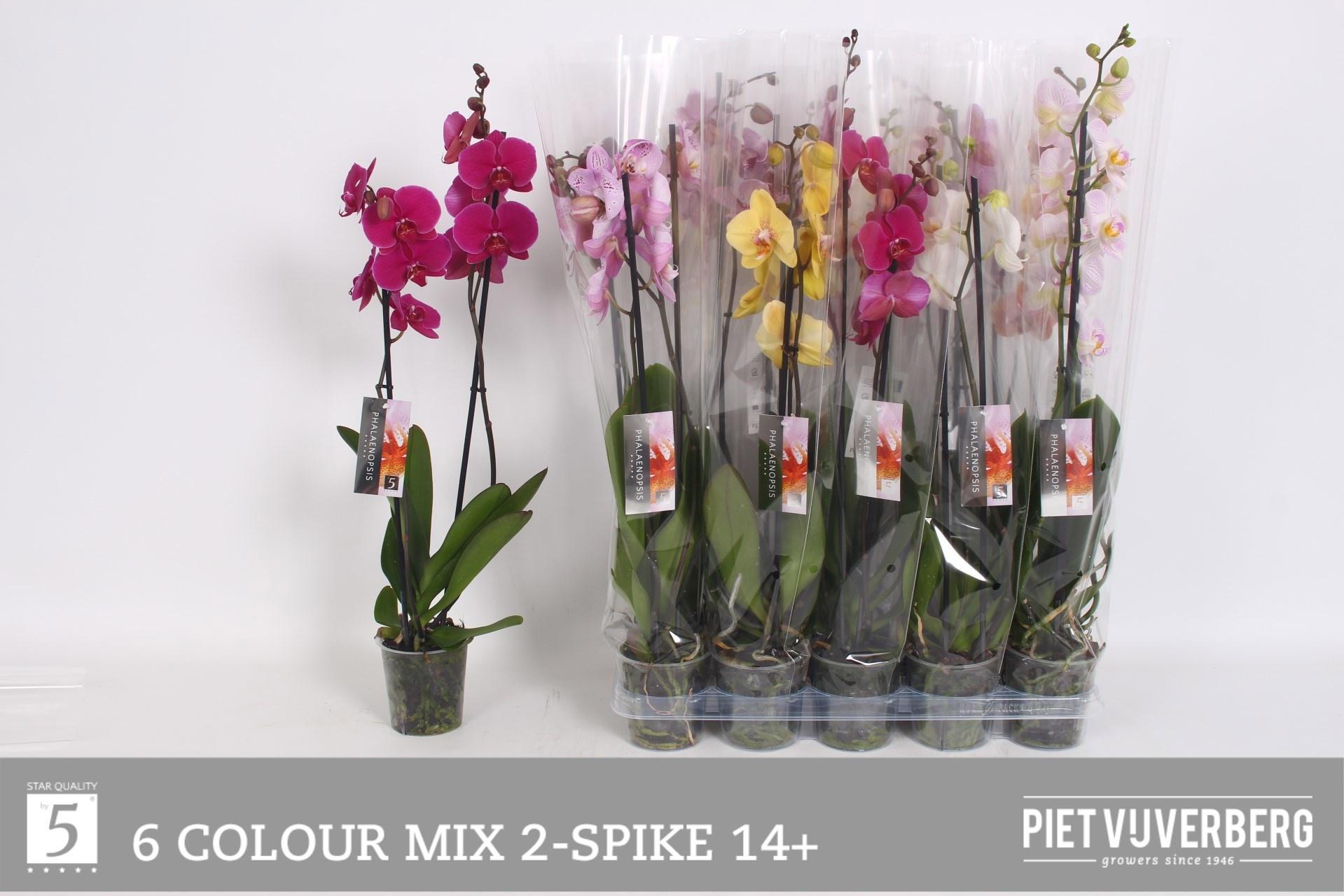 Горшечные цветы и растения оптом Phal Gem 6 Kl от 10шт из Голландии с доставкой по России