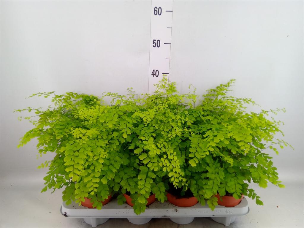 Горшечные цветы и растения оптом Adiantum Fragrans от 8шт из Голландии с доставкой по России