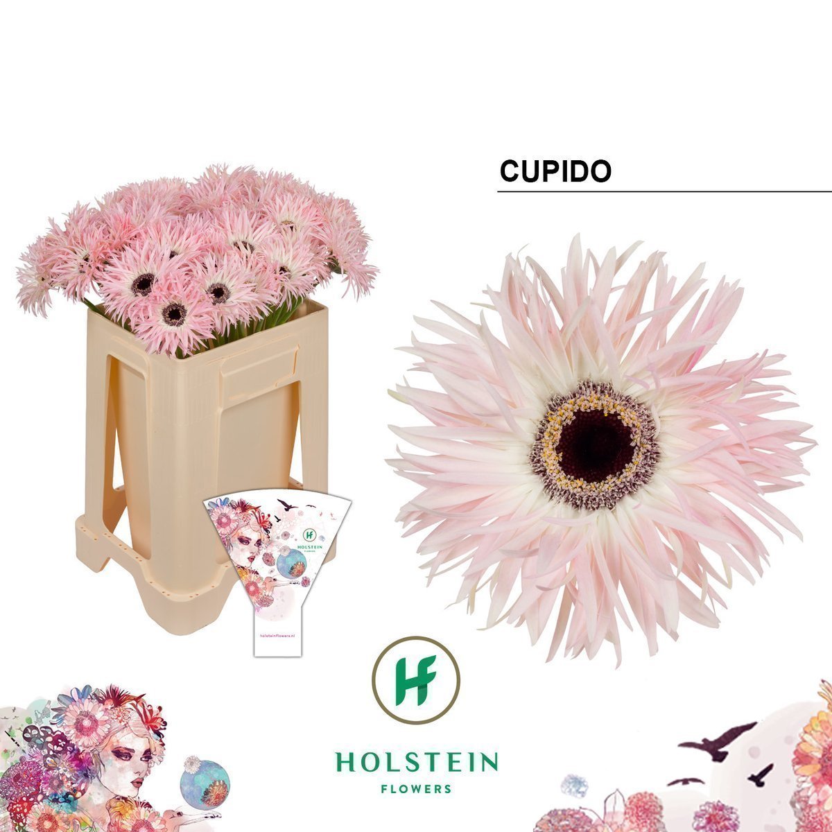 Срезанные цветы оптом Gerbera gerspider cupido от 40шт из Голландии с доставкой по России