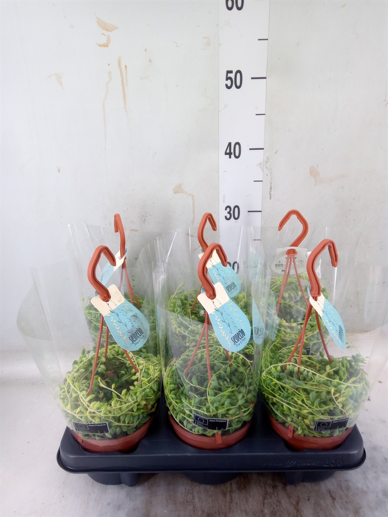 Горшечные цветы и растения оптом Senecio   ... от 6шт из Голландии с доставкой по России