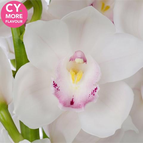 Срезанные цветы оптом Cymbidium white kilimanjaro от 9шт из Голландии с доставкой по России
