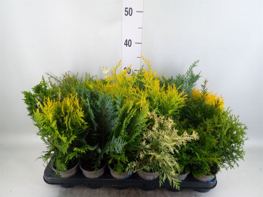 Горшечные цветы и растения оптом Conifers   ...mix от 18шт (для телеги) из Голландии с доставкой по России