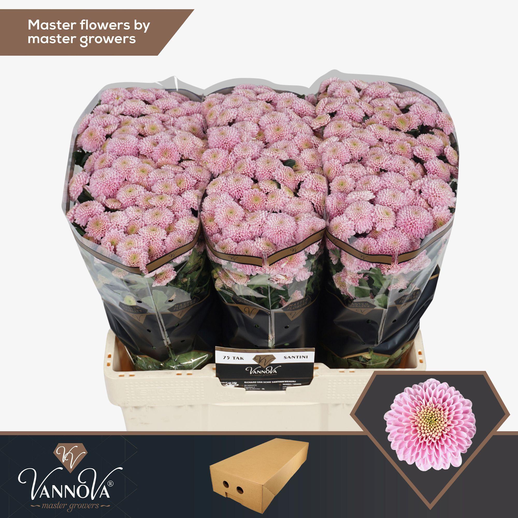 Срезанные цветы оптом Chrys sa ellison sweet от 100шт из Голландии с доставкой по России