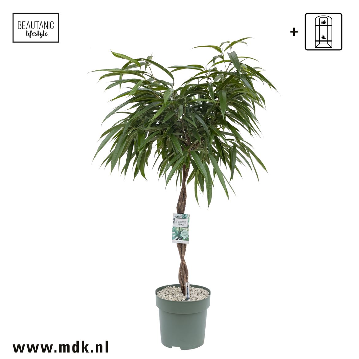 Горшечные цветы и растения оптом Ficus Bin Alii Twisted Stem от 1шт из Голландии с доставкой по России