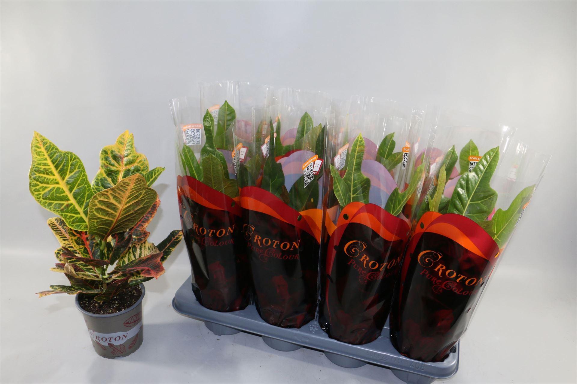 Горшечные цветы и растения оптом Codiaeum Excellent In Design Sleeve от 8шт из Голландии с доставкой по России
