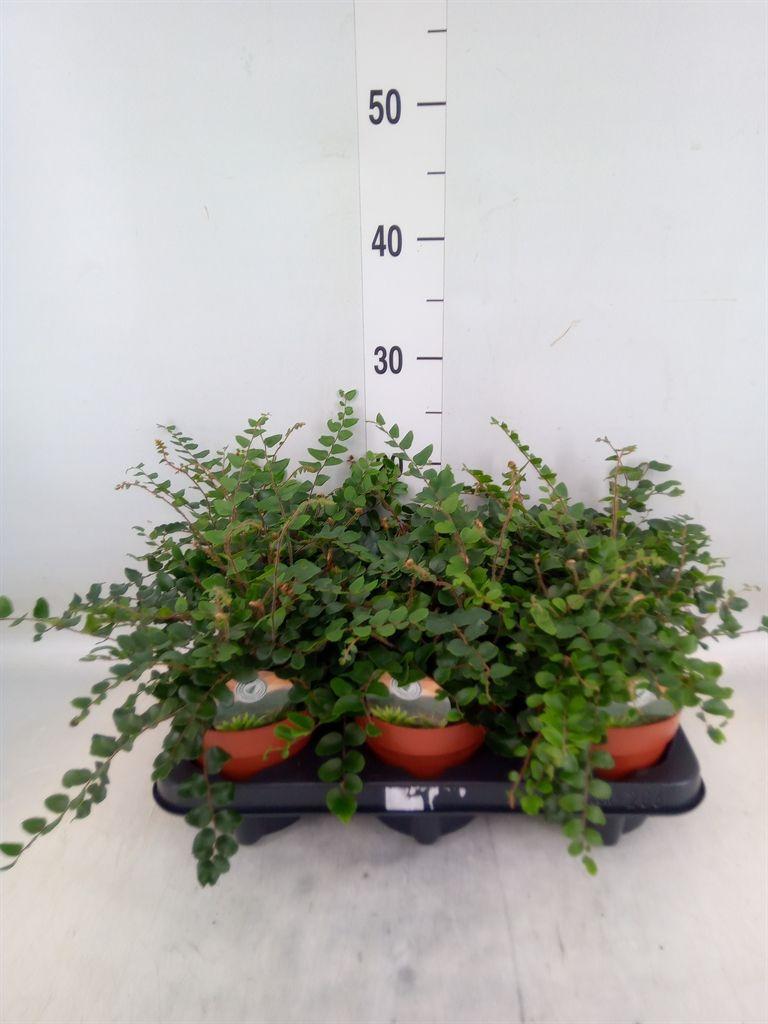 Горшечные цветы и растения оптом Pellaea Rotundifolia от 6шт из Голландии с доставкой по России