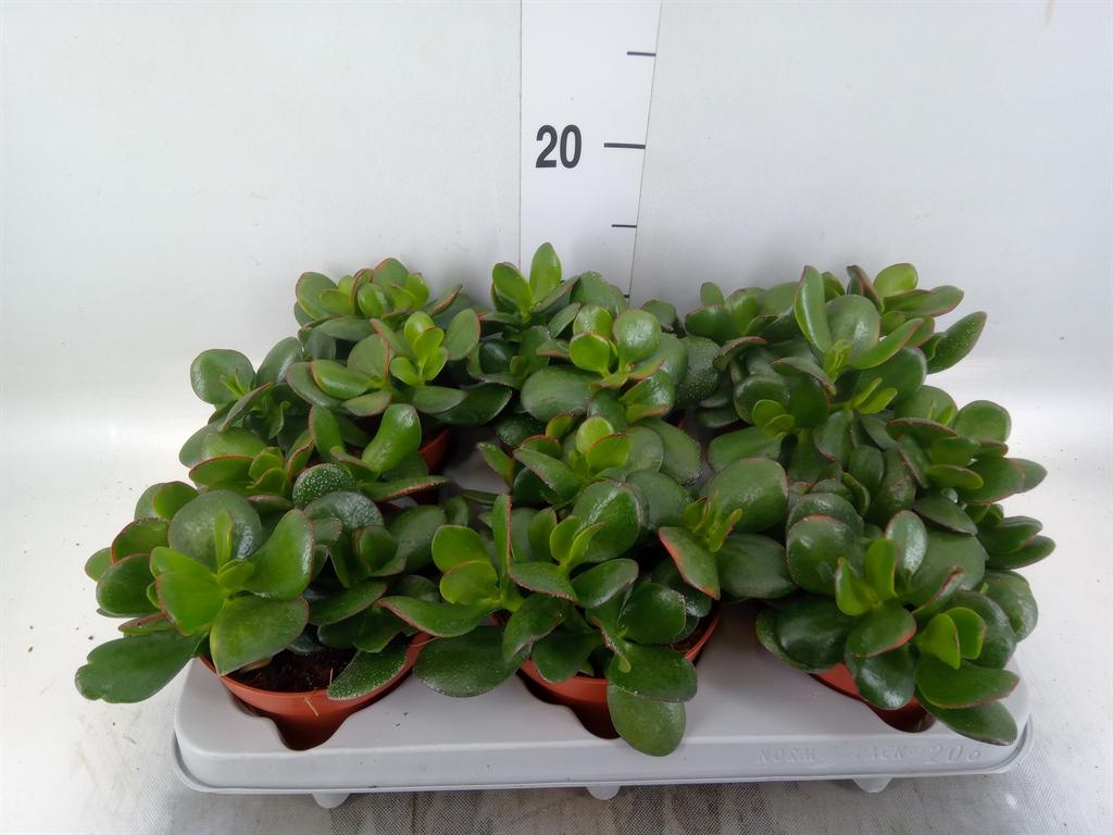 Горшечные цветы и растения оптом Crassula Ovata от 6шт из Голландии с доставкой по России