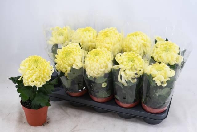 Горшечные цветы и растения оптом Chrys Vienna Cream от 8шт из Голландии с доставкой по России