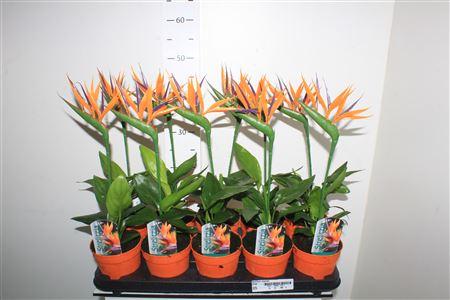 Горшечные цветы и растения оптом Strelitzia Reginae Artificial Flower от 10шт из Голландии с доставкой по России