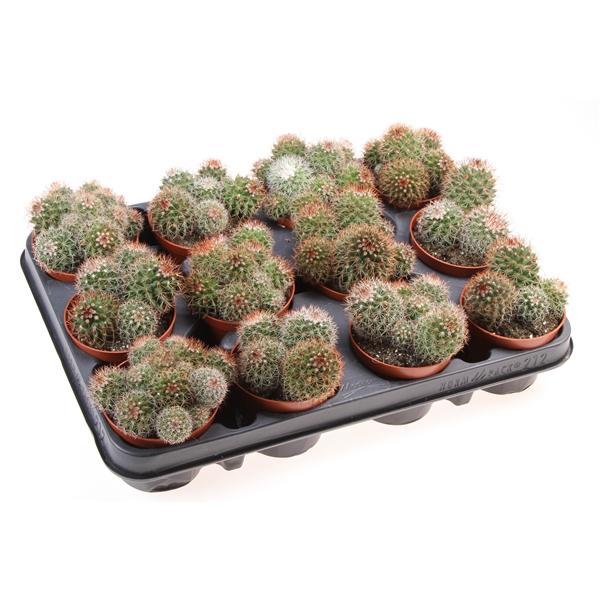 Горшечные цветы и растения оптом Mammillaria Ernestii Red от 12шт (для телеги) из Голландии с доставкой по России