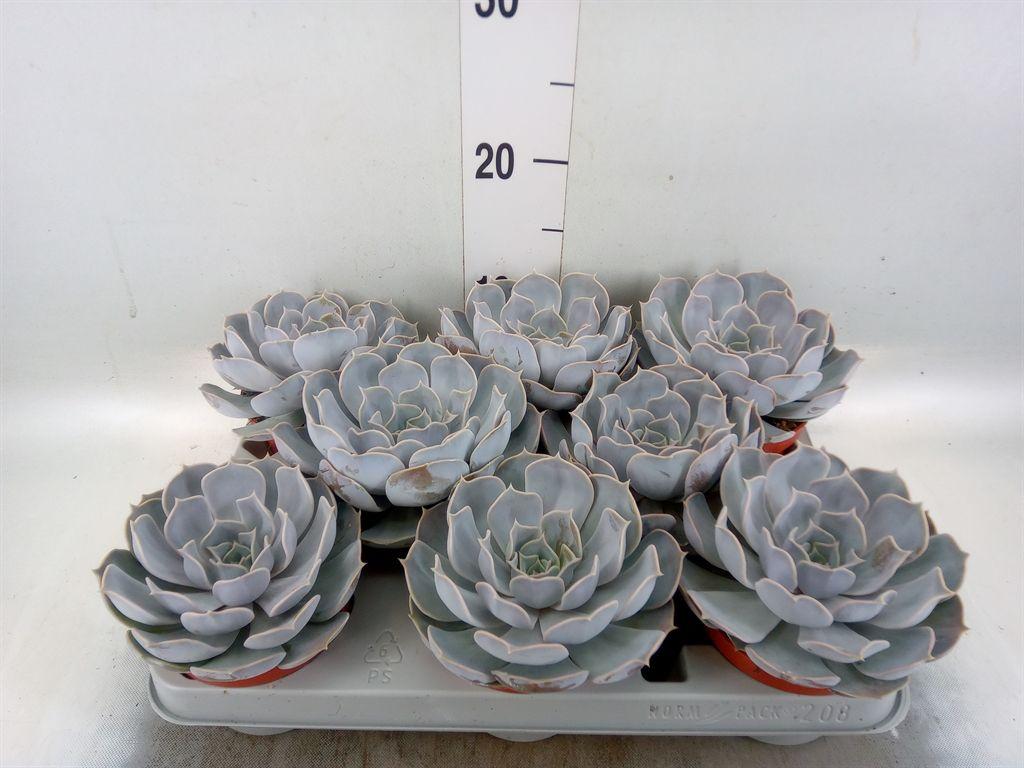 Горшечные цветы и растения оптом Echeveria Lilacina от 8шт из Голландии с доставкой по России