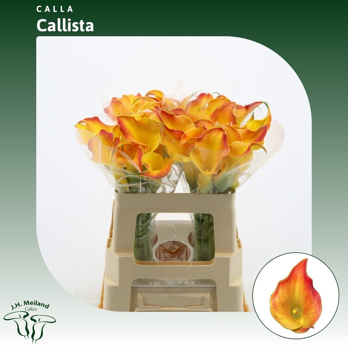 Срезанные цветы оптом Zantedeschia callista от 40шт из Голландии с доставкой по России