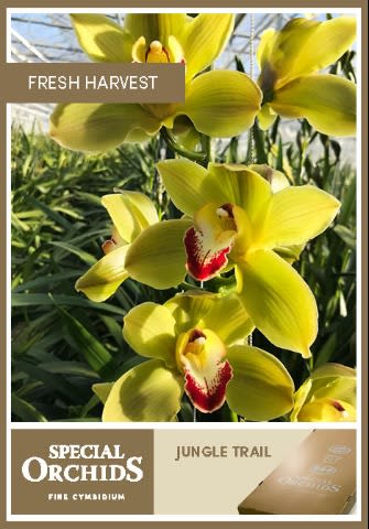 Срезанные цветы оптом Cymbidium green jungle trail от 9шт. из Голландии с доставкой по России