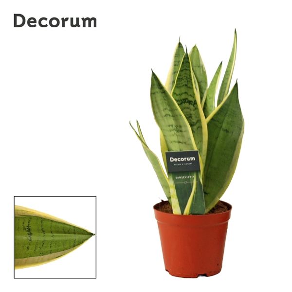 Горшечные цветы и растения оптом Sansevieria White Snow (decorum) от 10шт из Голландии с доставкой по России