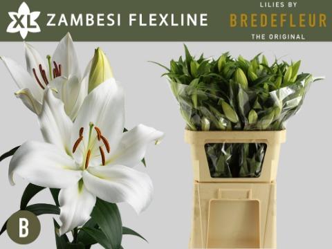 Срезанные цветы оптом Lilium or zambesi A2 от 40шт из Голландии с доставкой по России