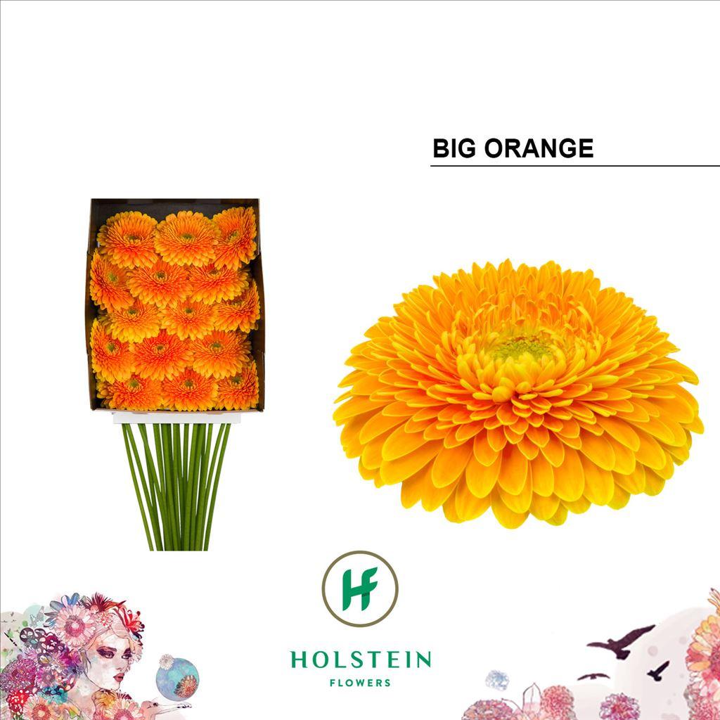 Срезанные цветы оптом Gerbera diamond gerponi big orange от 15шт из Голландии с доставкой по России