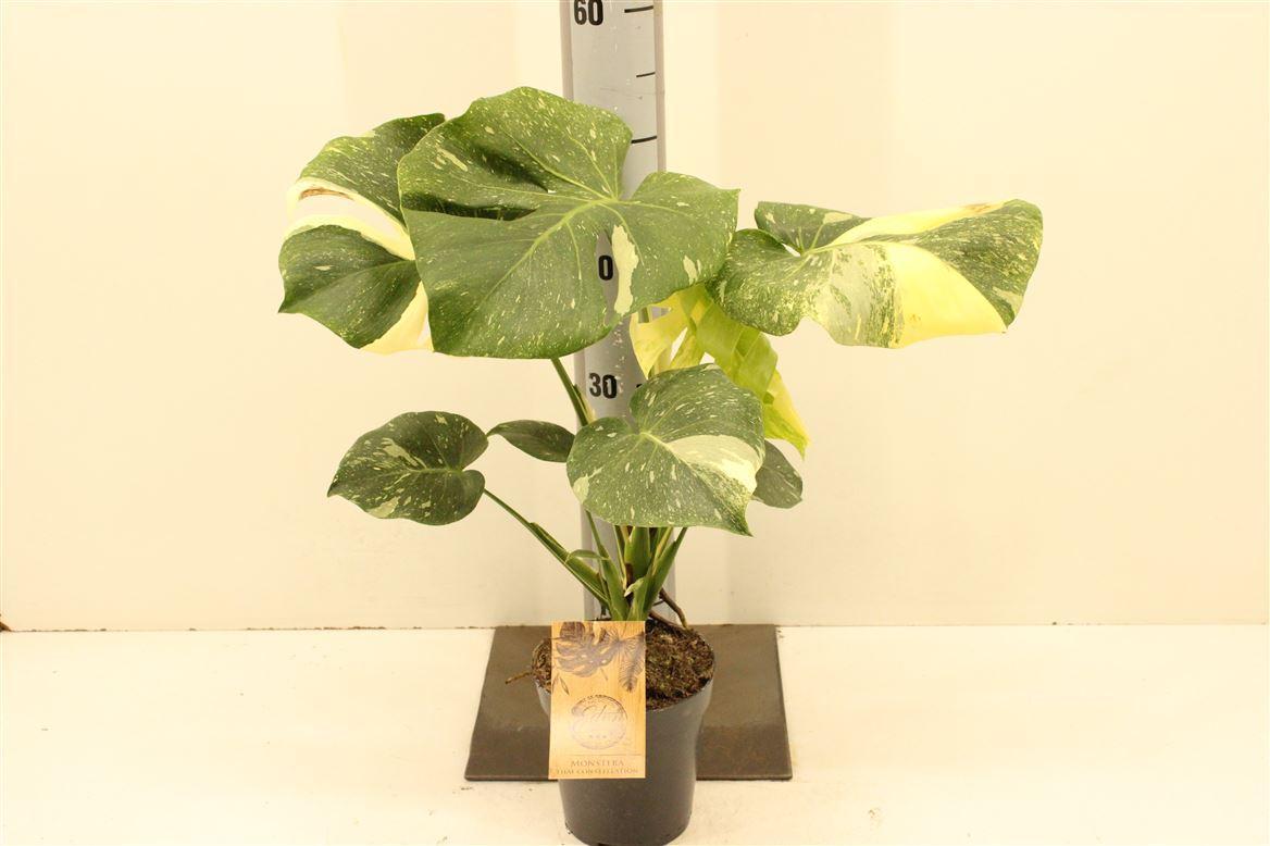 Горшечные цветы и растения оптом Monstera Thai Constellation P15 от 1шт из Голландии с доставкой по России
