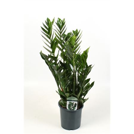 Горшечные цветы и растения оптом Zamioculcas Lucky Classic 7+ от 6шт из Голландии с доставкой по России