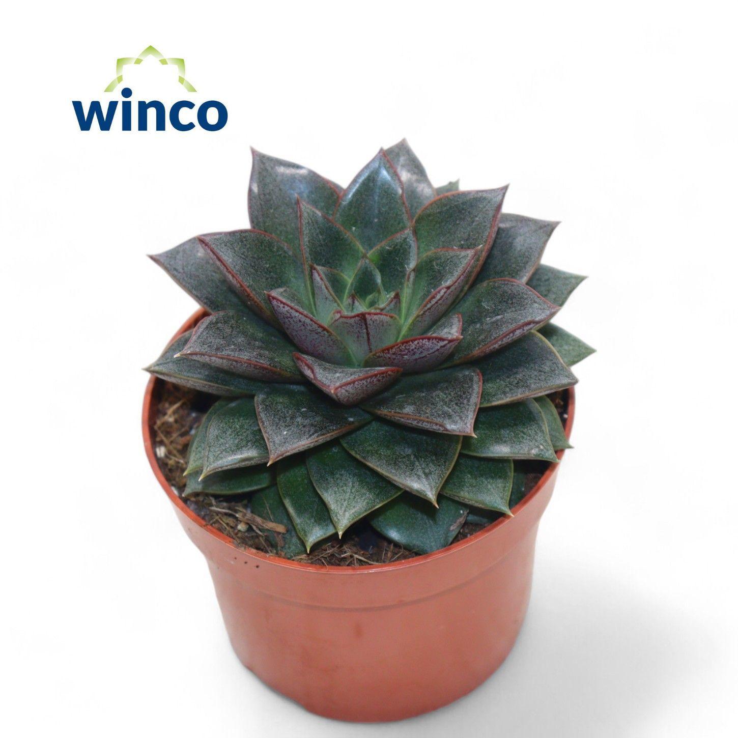 Горшечные цветы и растения оптом Echeveria Purpurea от 18шт (для телеги) из Голландии с доставкой по России