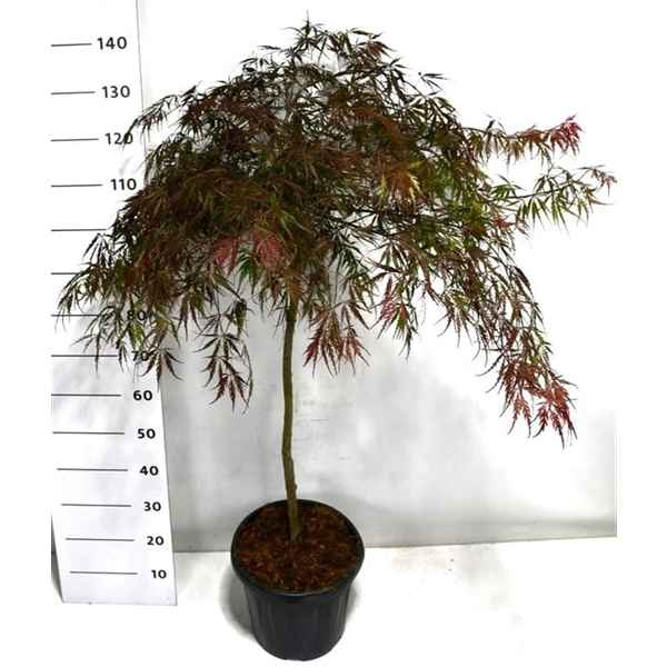 Горшечные цветы и растения оптом Acer Palm Tamukeyama On Stem от 1шт из Голландии с доставкой по России