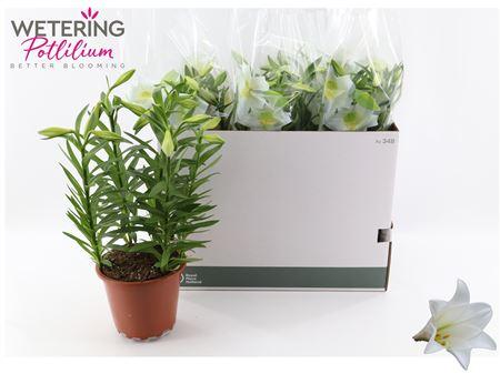 Горшечные цветы и растения оптом Lil Lo Miracle 5 Pp Min 10 Bloemen+ от 5шт из Голландии с доставкой по России