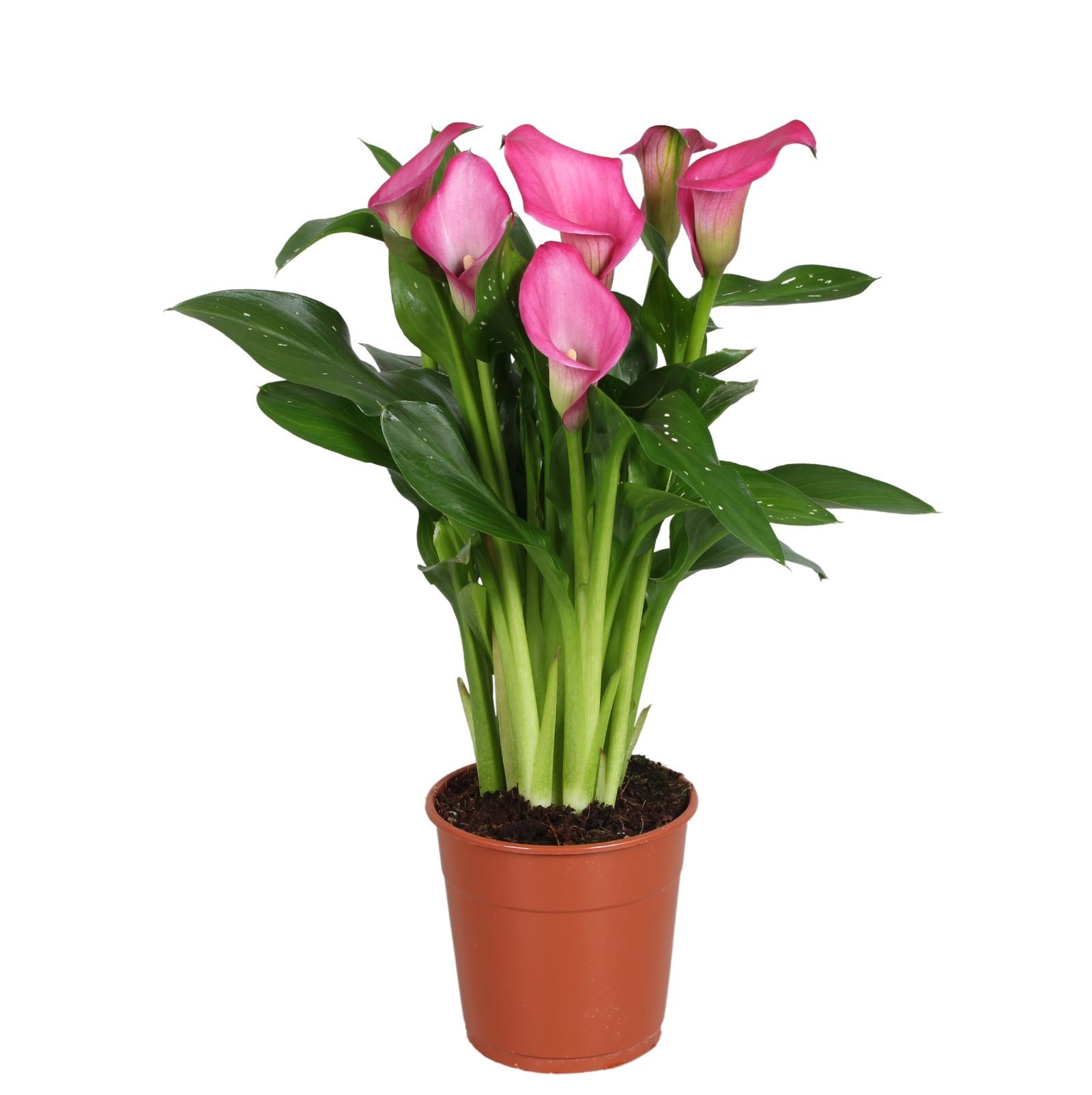 Горшечные цветы и растения оптом Zantedeschia Zazu Calla Roze 30-35cm 4+ Bloem от 10шт из Голландии с доставкой по России