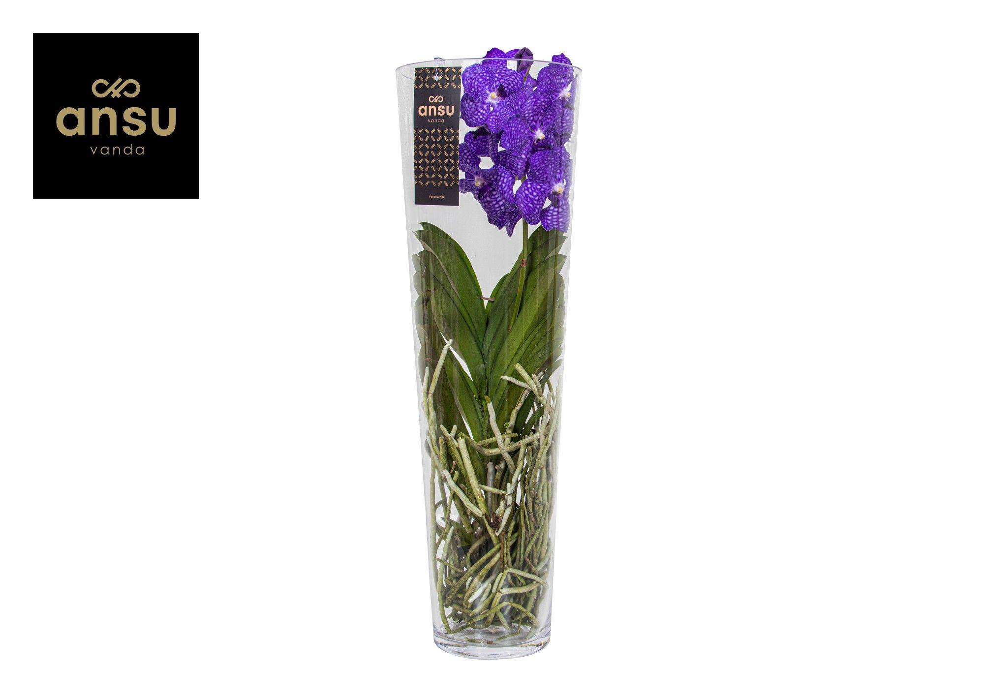 Горшечные цветы и растения оптом Vanda Lisanne 70 Blue от 1шт из Голландии с доставкой по России
