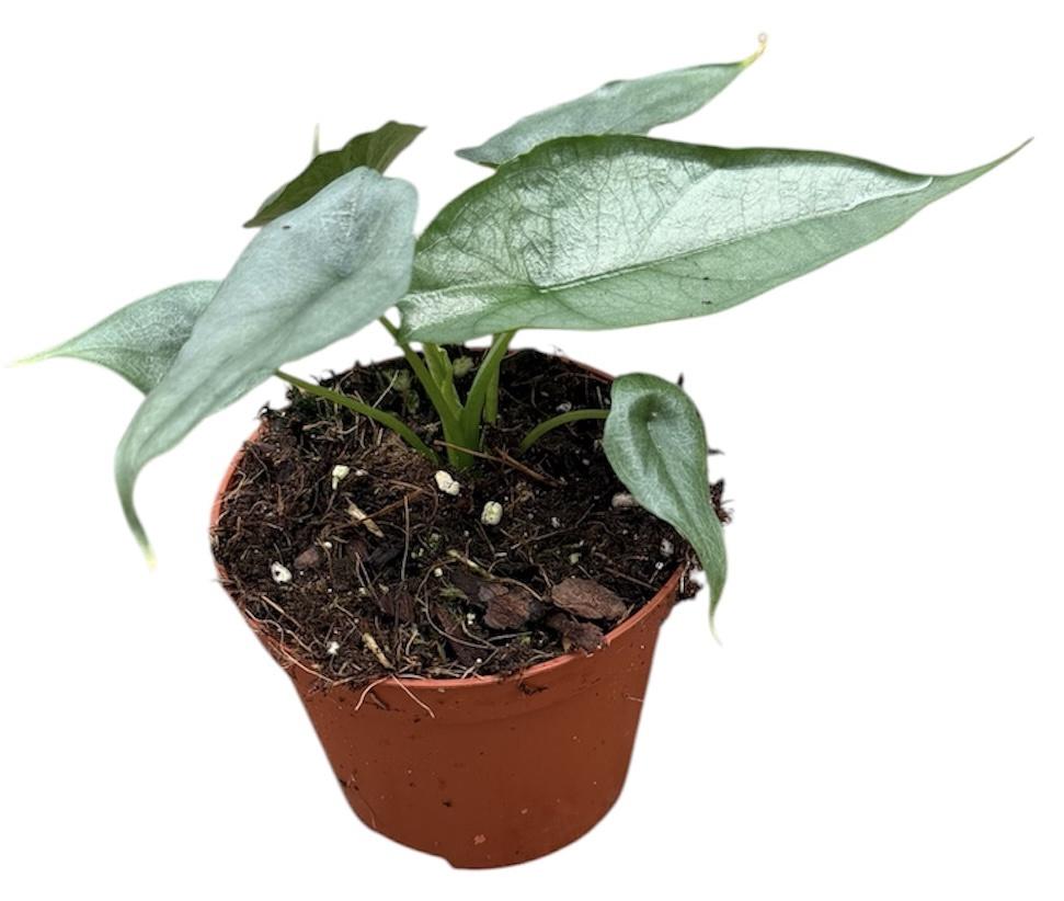 Горшечные цветы и растения оптом Alocasia Dragon Breath от 1шт (для телеги) из Голландии с доставкой по России