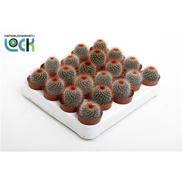 Горшечные цветы и растения оптом Mammillaria Spinosissima от 20шт (для телеги) из Голландии с доставкой по России