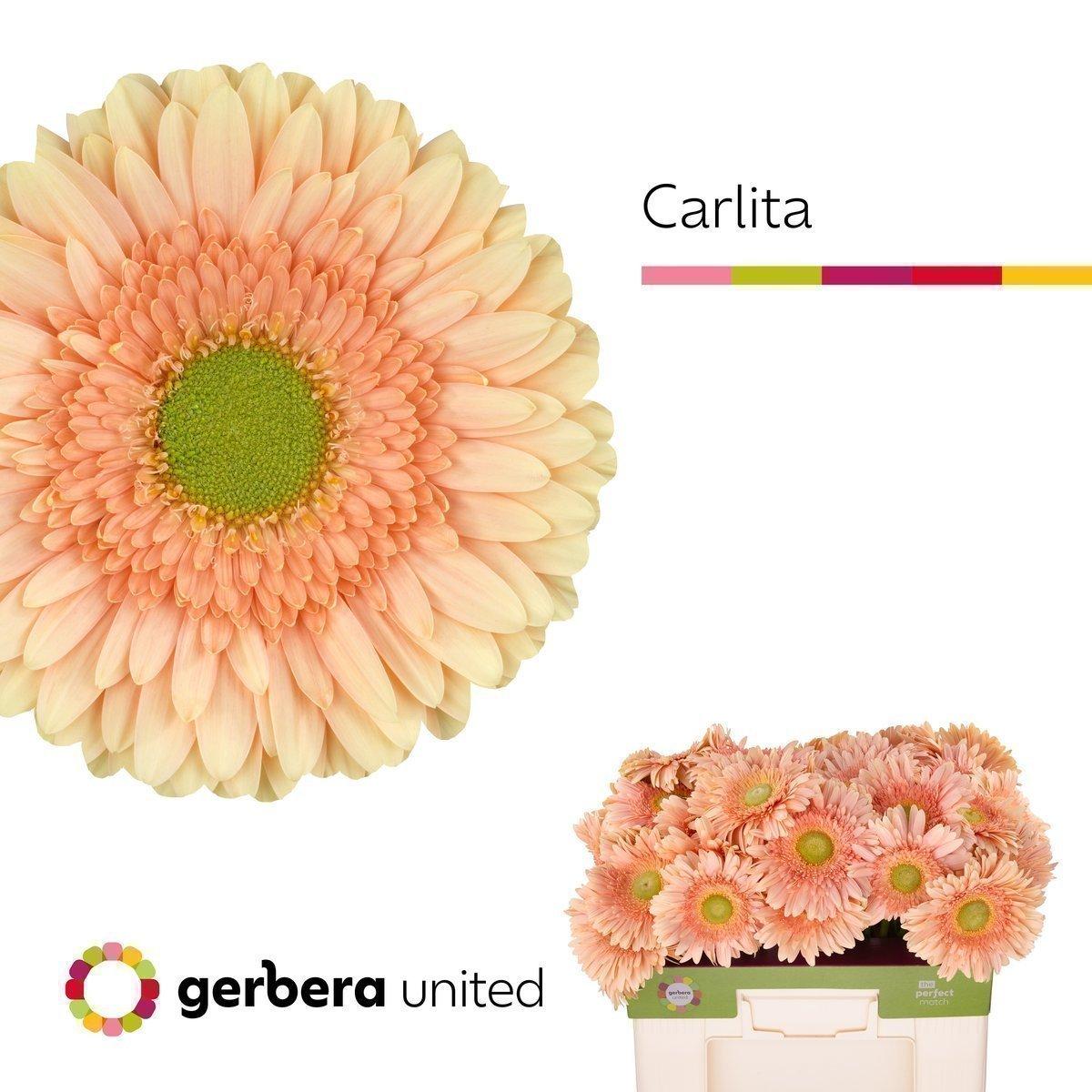 Срезанные цветы оптом Gerbera carlita от 40шт. из Голландии с доставкой по России