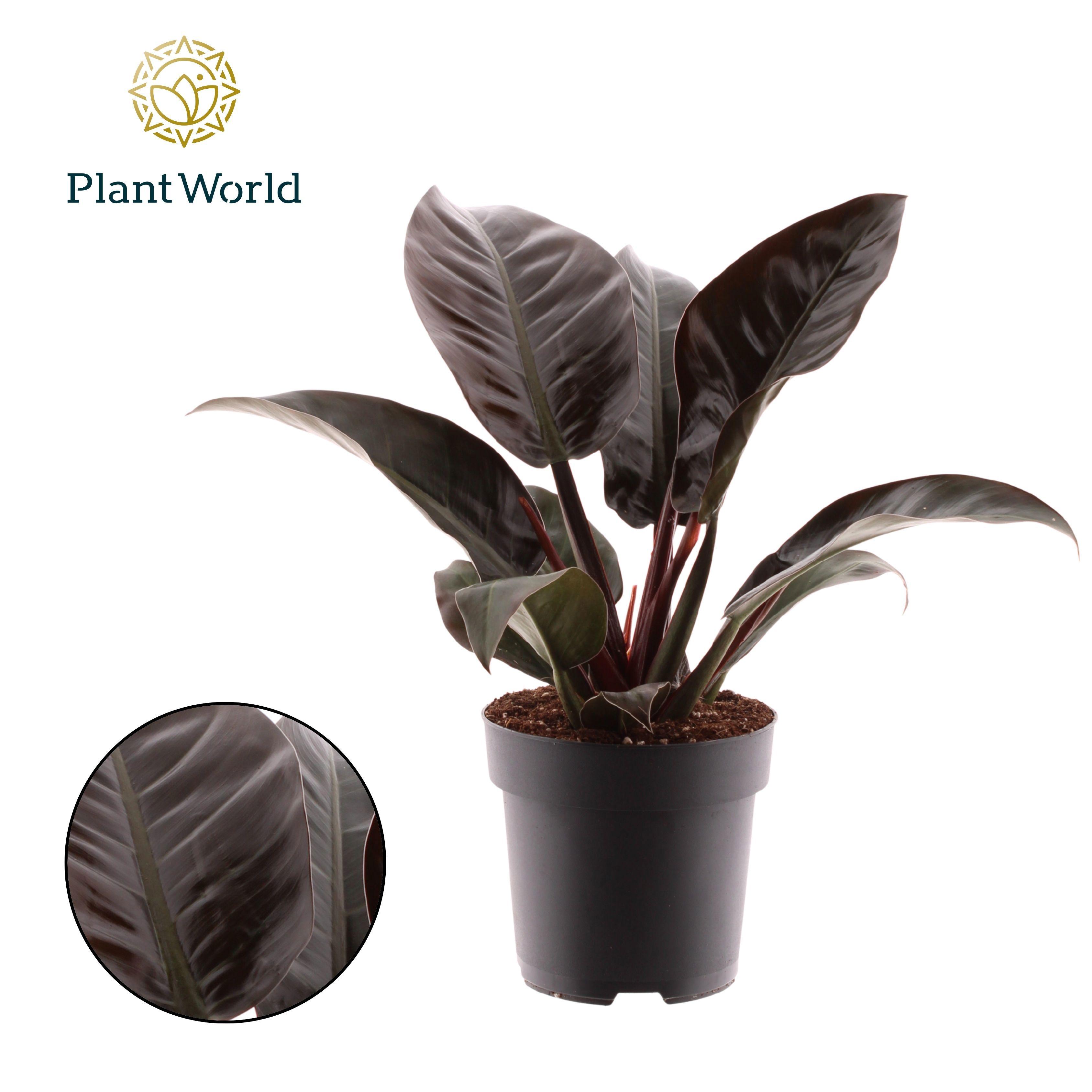 Горшечные цветы и растения оптом Philodendron Imperial Red (decorum) от 4шт из Голландии с доставкой по России