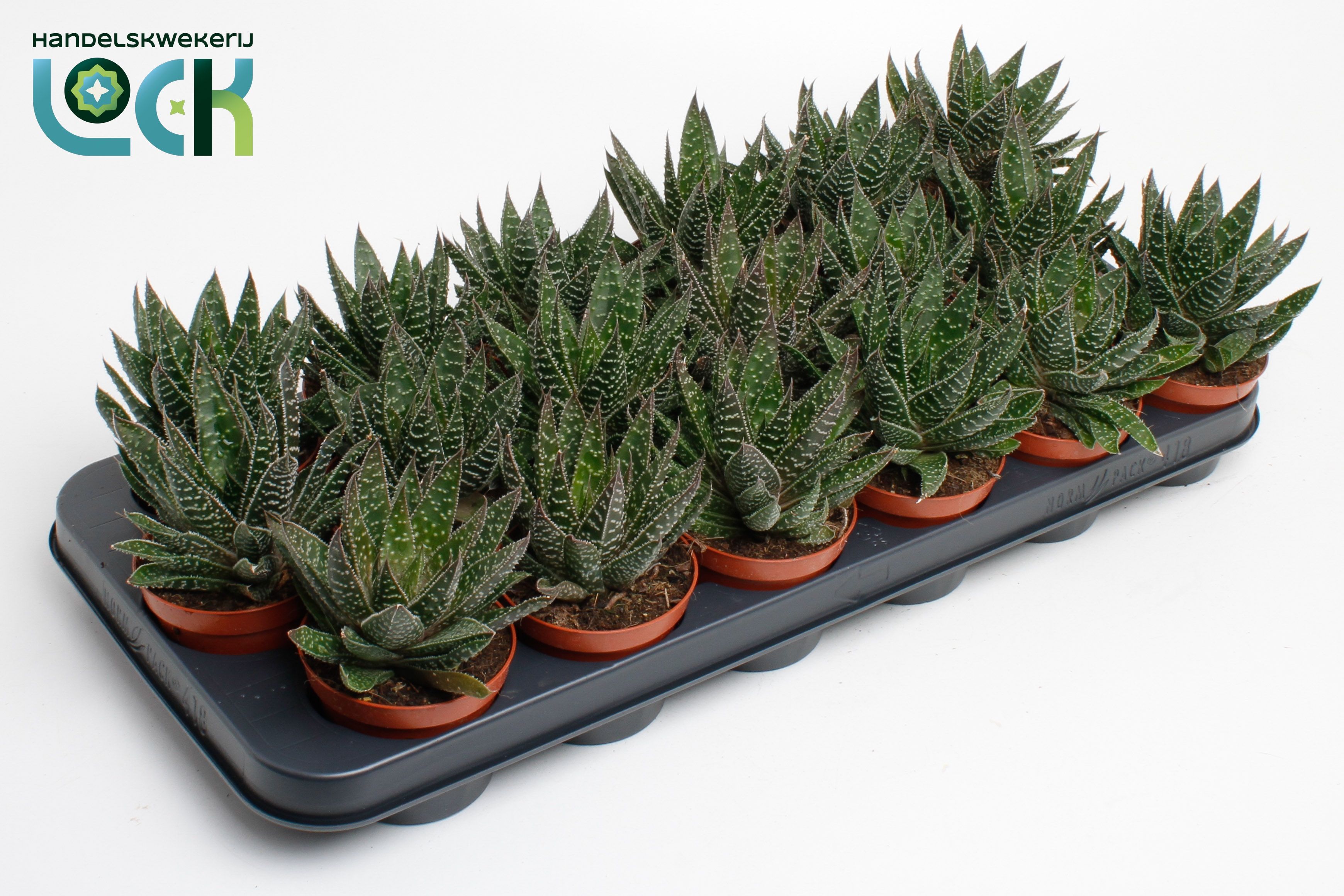 Горшечные цветы и растения оптом Gasteria Apollo от 12шт (для телеги) из Голландии с доставкой по России