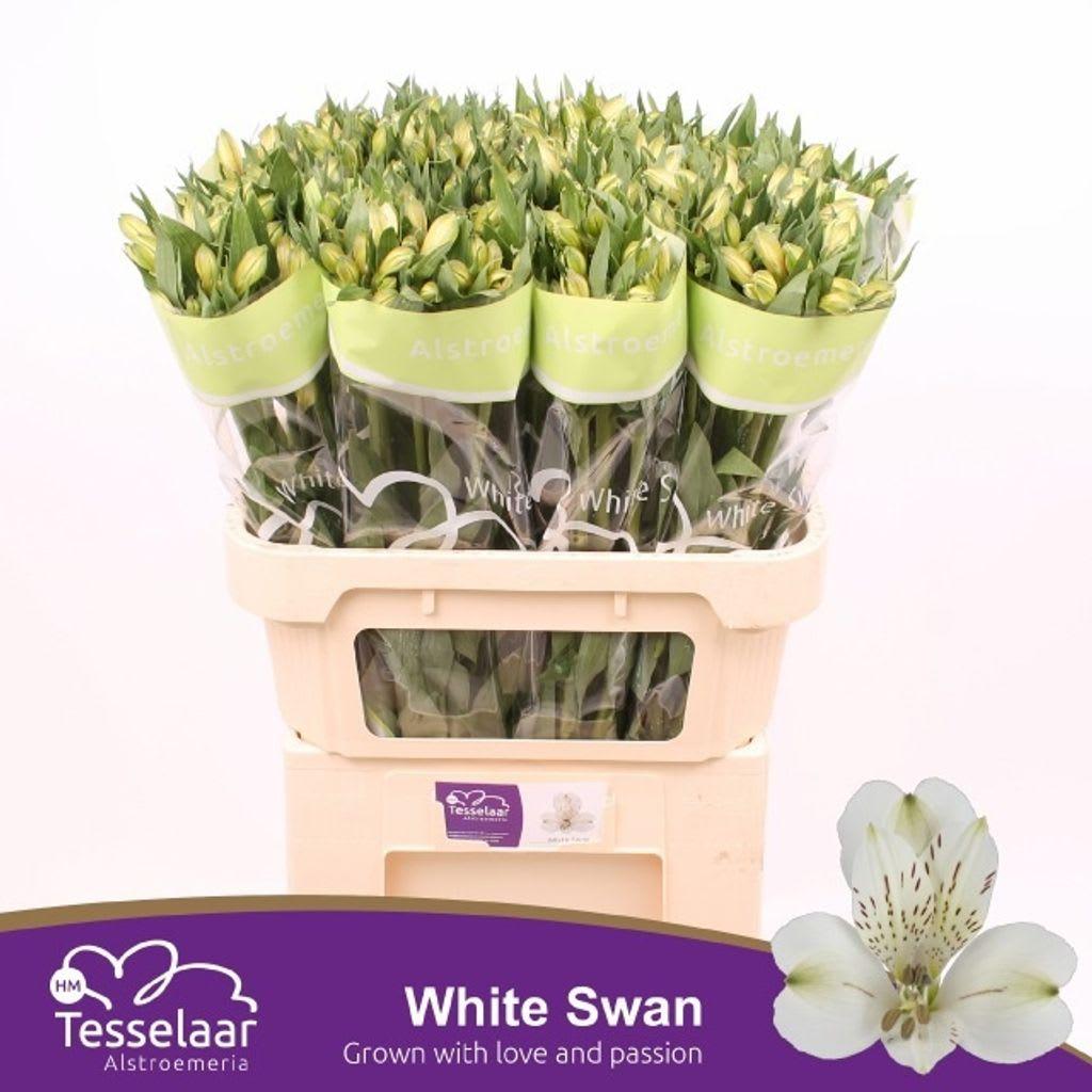 Срезанные цветы оптом Alstroemeria white swan от 80шт из Голландии с доставкой по России