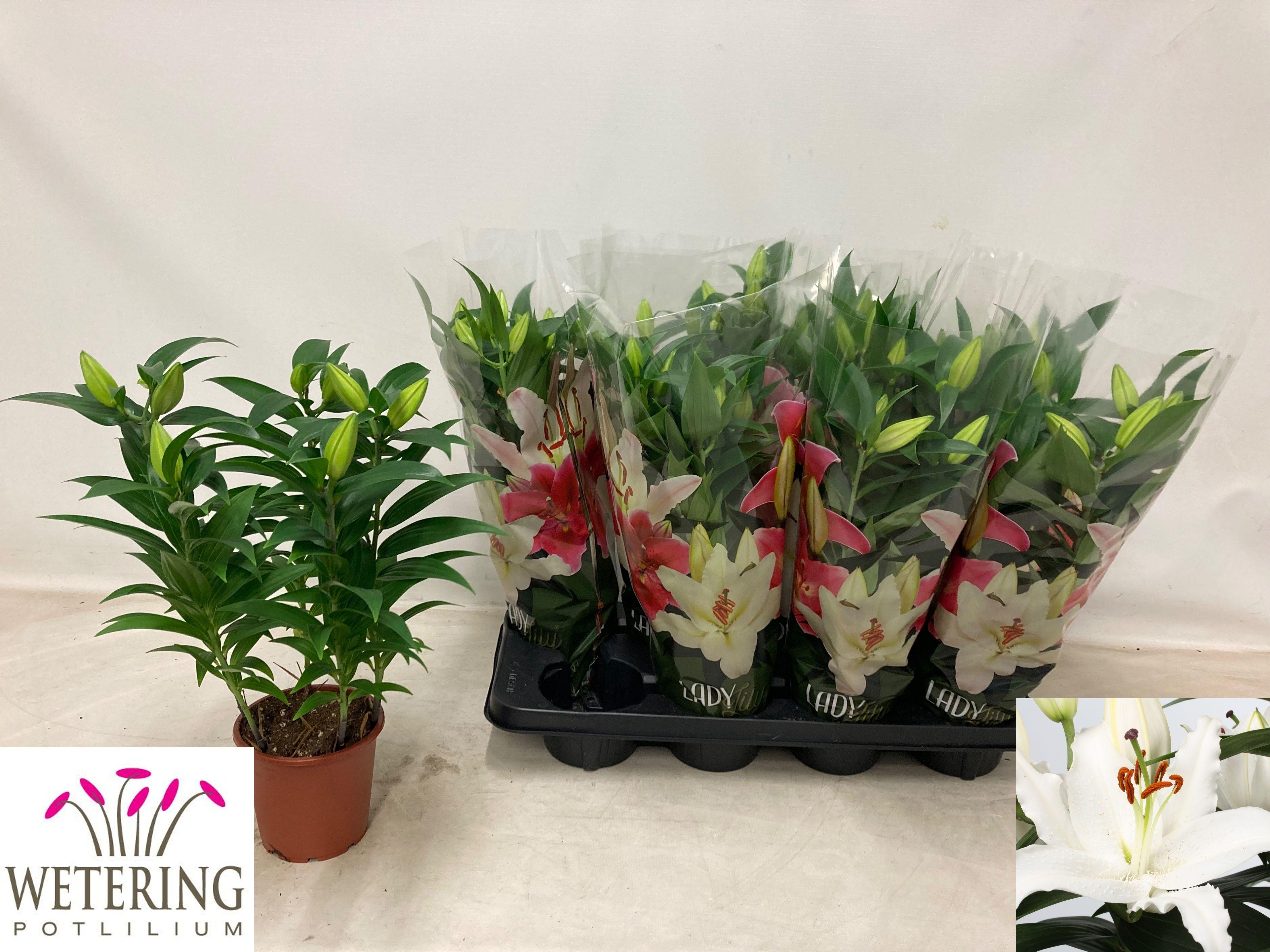 Горшечные цветы и растения оптом Lil Or Sun Bahamas от 8шт из Голландии с доставкой по России