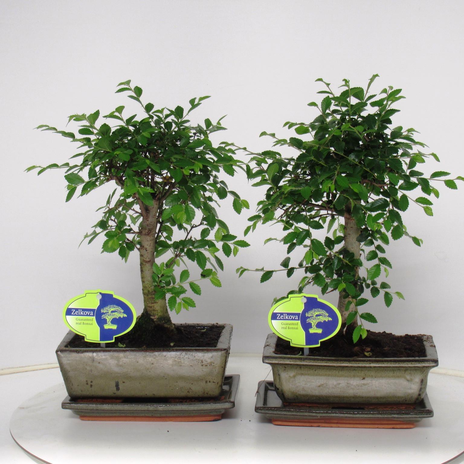 Горшечные цветы и растения оптом Bonsai Zelkova Parvifolia Broom With Drip Tray от 6шт из Голландии с доставкой по России
