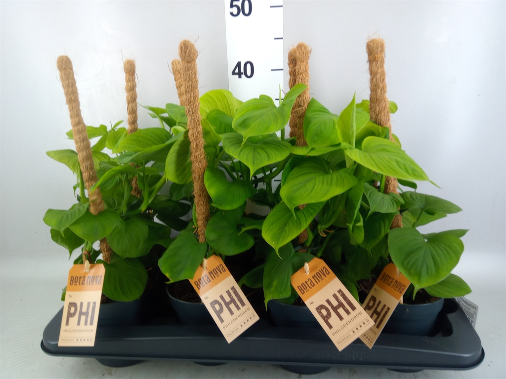 Горшечные цветы и растения оптом Philodendron ... от 8шт из Голландии с доставкой по России