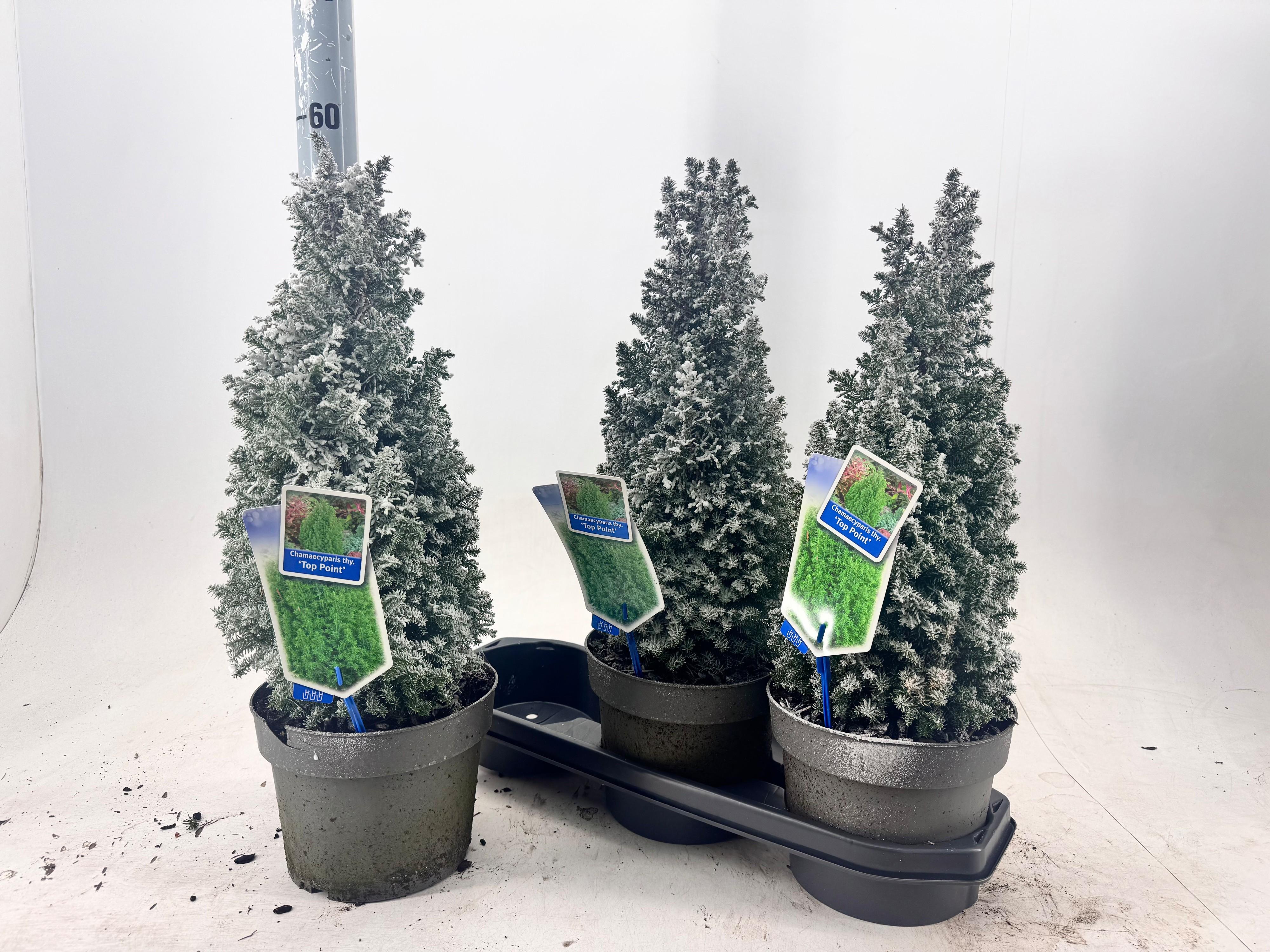 Горшечные цветы и растения оптом Cham Th Top Point от 3шт из Голландии с доставкой по России