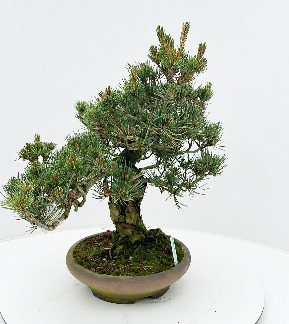 Горшечные цветы и растения оптом Pinus Parviflora, 24cm, Height 45cm. (single Item) от 1шт из Голландии с доставкой по России