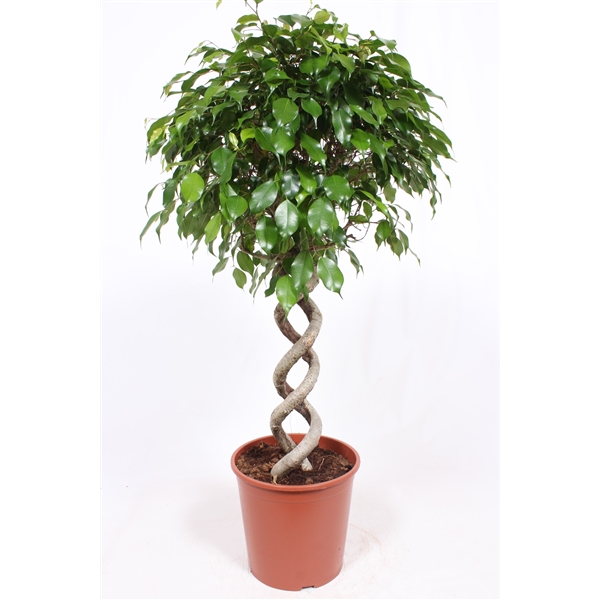 Горшечные цветы и растения оптом Ficus Be Exotica Double Spiral от 1шт из Голландии с доставкой по России