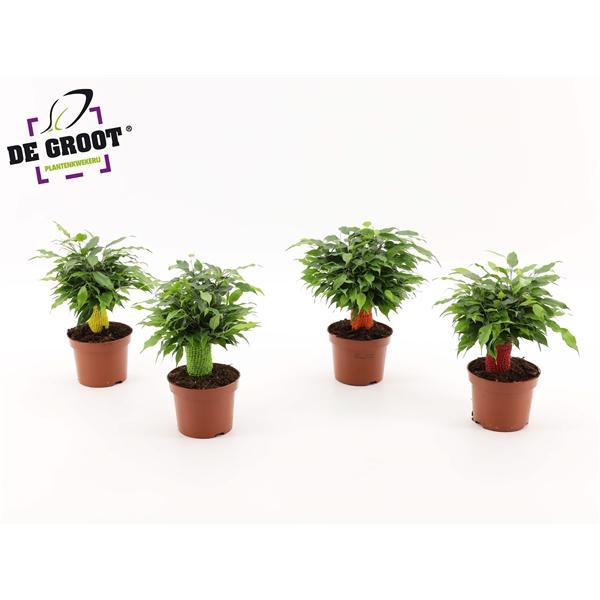 Горшечные цветы и растения оптом Ficus Be Green Kinky Jute Color от 10шт из Голландии с доставкой по России