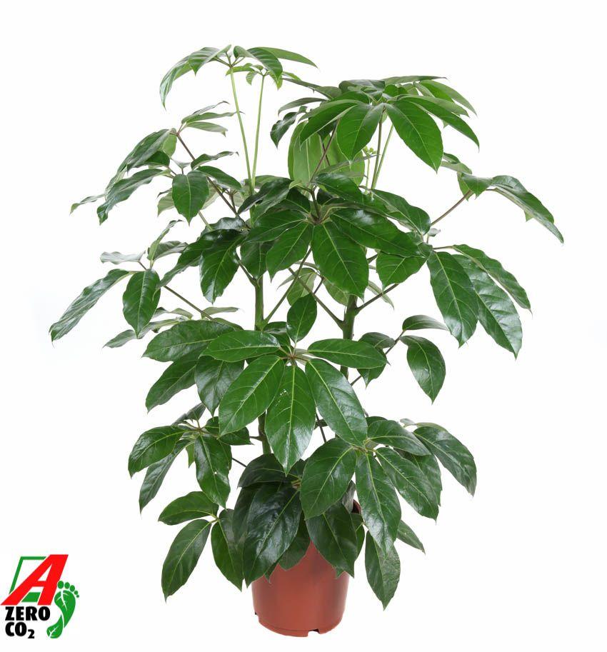 Горшечные цветы и растения оптом Schefflera Amata 2pp от 1шт из Голландии с доставкой по России