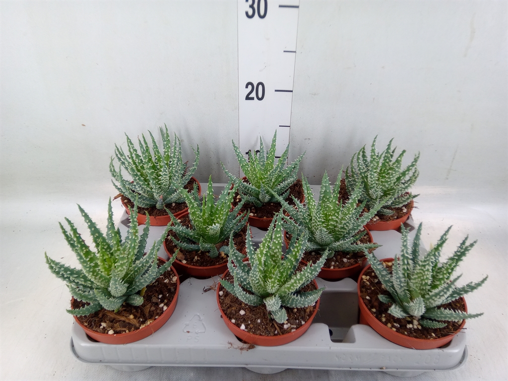 Горшечные цветы и растения оптом Aloe Humilis от 8шт из Голландии с доставкой по России