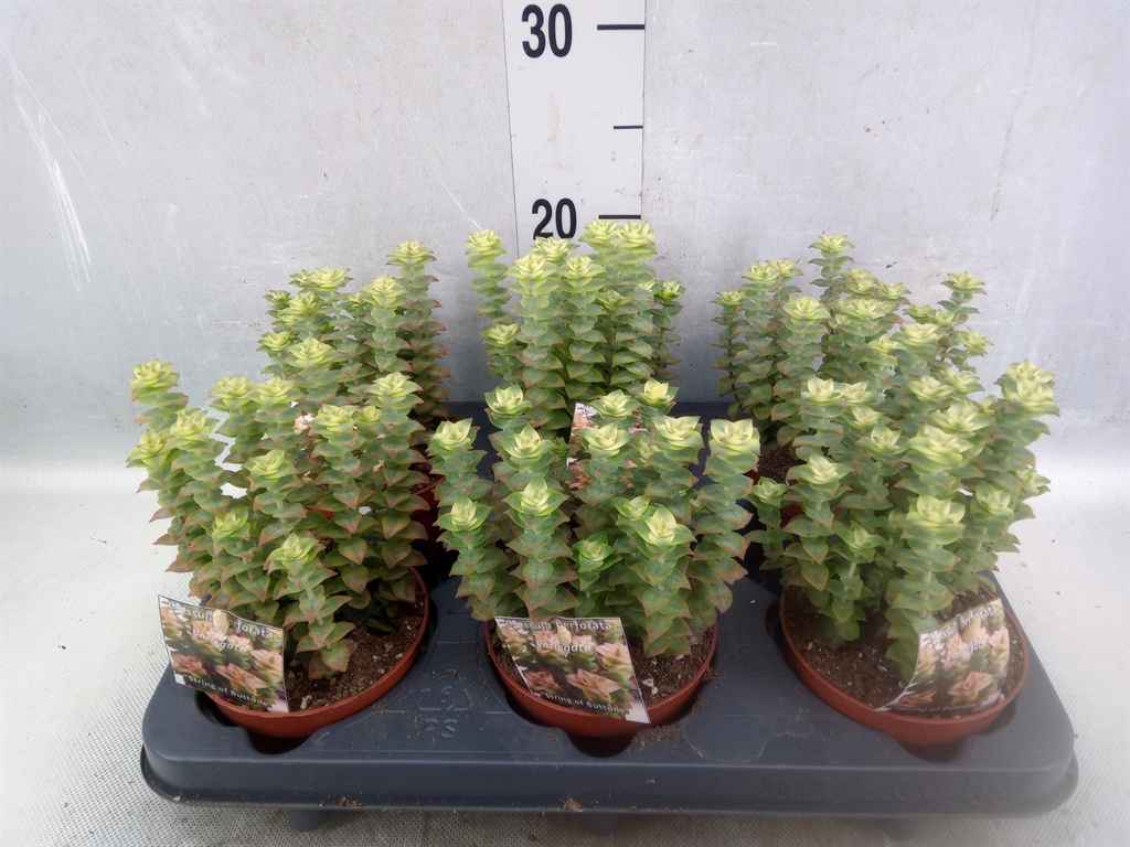 Горшечные цветы и растения оптом Crassula Perforata от 6шт из Голландии с доставкой по России