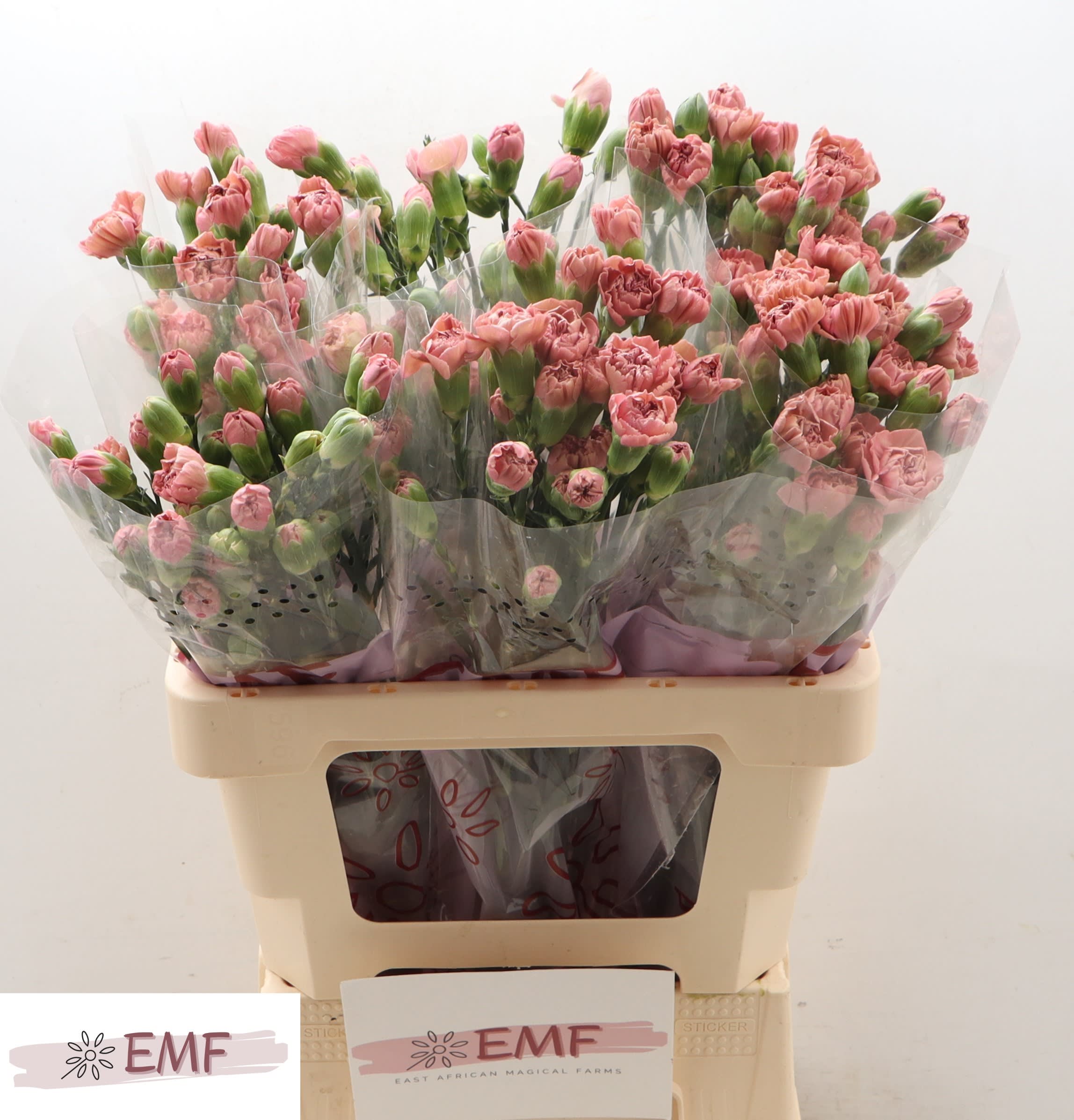 Срезанные цветы оптом Dianthus sp miss rose от 60шт из Голландии с доставкой по России