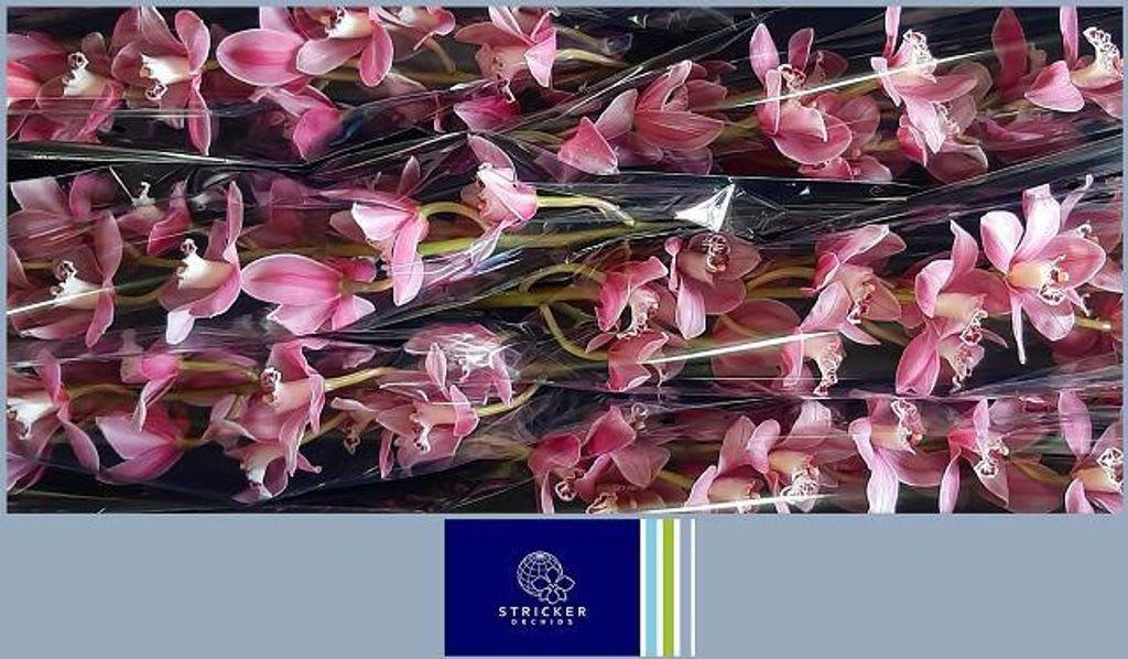 Срезанные цветы оптом Cymbidium pink candy от 6шт... из Голландии с доставкой по России