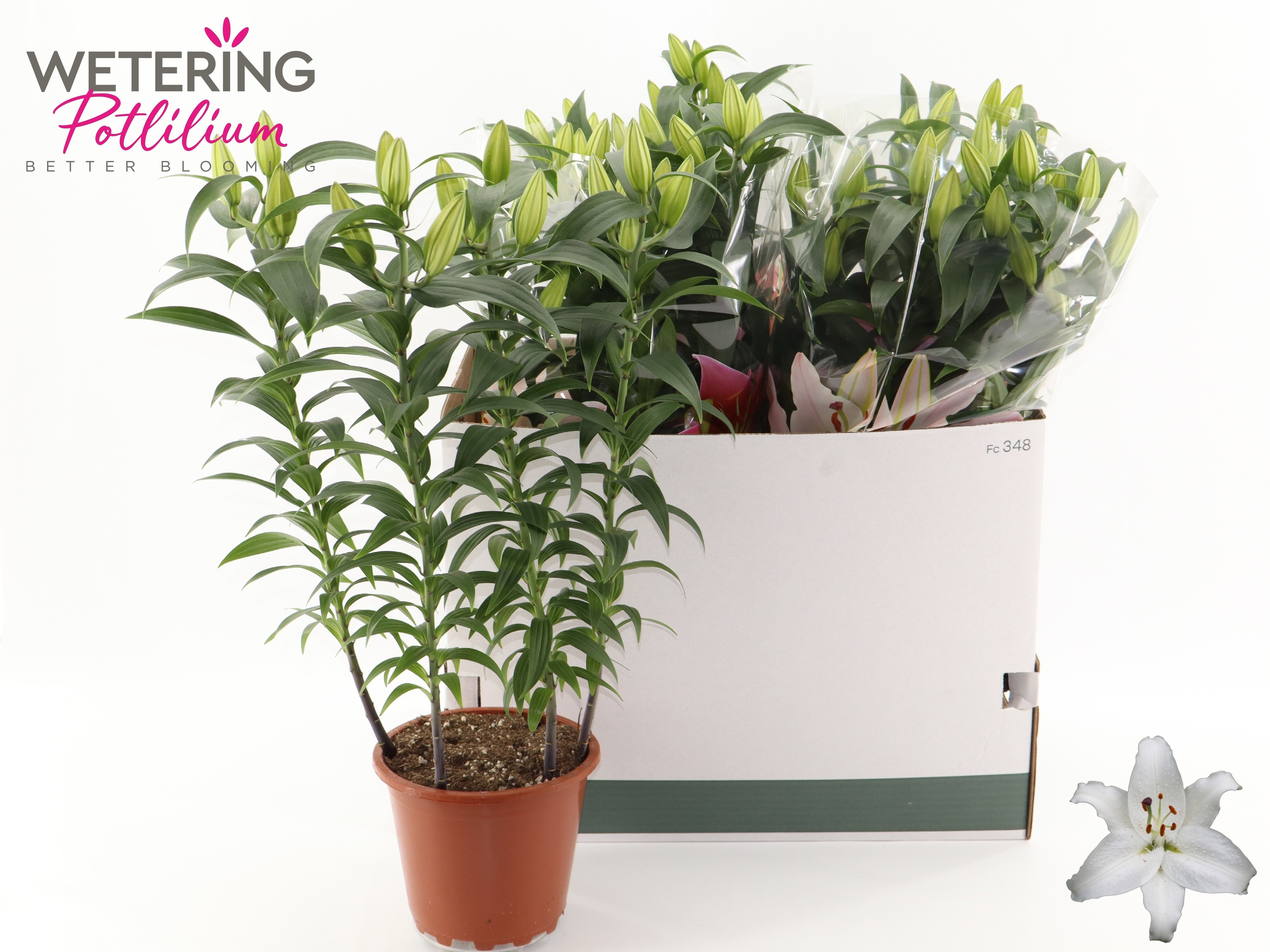 Горшечные цветы и растения оптом Lil Or Sun Bahamas от 5шт из Голландии с доставкой по России