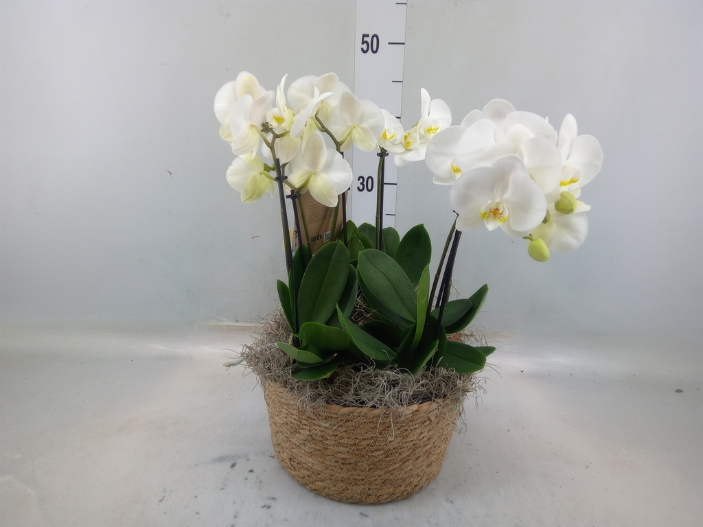 Горшечные цветы и растения оптом Phalaenopsis   ...white от 1шт из Голландии с доставкой по России