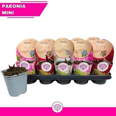 Горшечные цветы и растения оптом Paeonia L Gem от 10шт из Голландии с доставкой по России