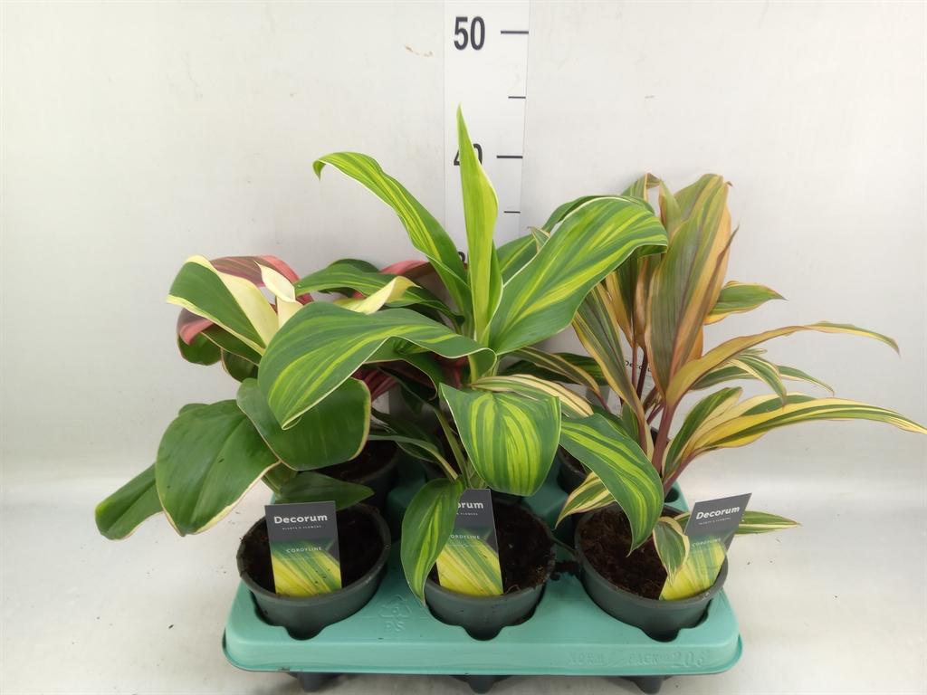 Горшечные цветы и растения оптом Cordyline   ...mix от 6шт из Голландии с доставкой по России